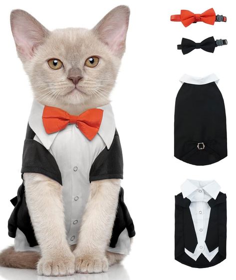 Wedding Outfit Formal, Costumes For Cats, Cat Tuxedo, Wedding Vest, Cat Wedding, Devon Rex, Cat Dresses, Tuxedo Cat, Cat Costumes