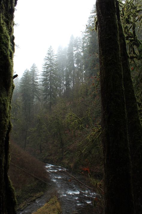 Oregon coast, oregon coast travel, oregon asthetic, coast roadtrip, coast asthetic Forests In Oregon, Coast Of Oregon, Oregon Woods Aesthetic, Foggy Oregon Coast, Oregon Rain Aesthetic, Oregon Gothic Aesthetic, Eerie Woods Aesthetic, Dark Oregon Aesthetic, Oregon Coast Winter