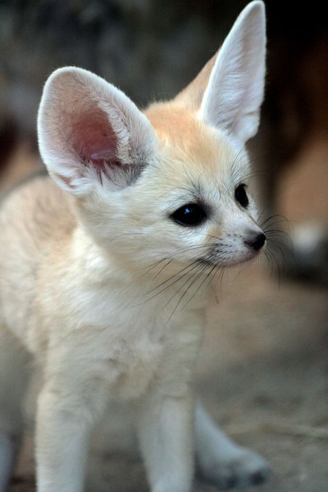 Fennec Fox Pet, Tattoo Nature, Desert Fox, Fennec Fox, Pet Fox, Foxtrot, Super Cute Animals, Haiwan Peliharaan, Baby Fox