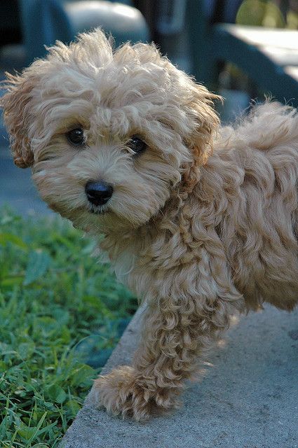 I cannot even take it! #maltipoo #dogs #cute Lhasa Poo, Maltipoo Dog, Cute Doggies, Cute Pups, Adorable Puppies, Adorable Dogs, Must Love Dogs, Cute Critters, Toy Poodle