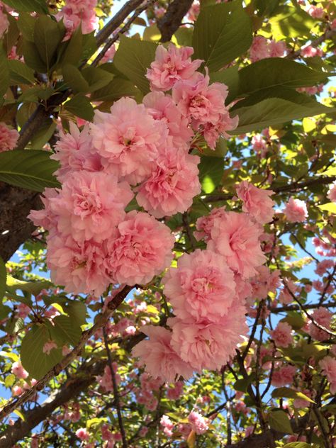 Inside the carnation tree original and unedited Ivy Core, Carnation Garden, Front Landscaping, Pink Carnations, Carnation Flower, Spring Landscape, Peach Blossom, Flower Therapy, Peach Blossoms