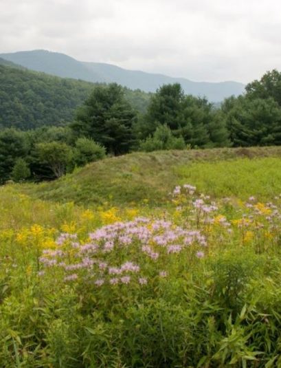 Native Biodiversity Lawn, Biodiversity Lawn, Biodiverse Lawn, Lawn Aesthetic, Cottage In The Woods, Nature Aesthetic, Pretty Places, Side Effects, Beautiful Photography