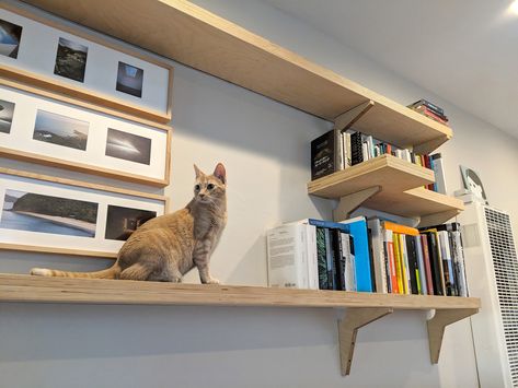 Catification Ideas Diy, Catification Ideas, Cat Library, 1960s Interior, Catio Ideas, Cat Playground Outdoor, Cat Climbing Shelves, Pet Diy, Cat Wall Shelves