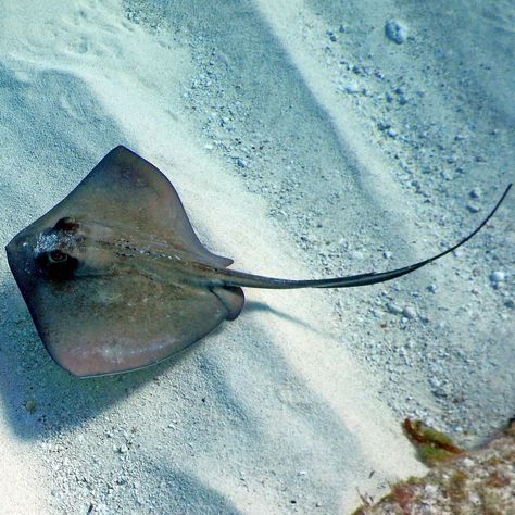 169.99 - The Southern Stingray, Dasyatis americana, comes from the Western Atlantic Ocean region. They large stingrays have a gray/brown top and a white belly. Check more at https://aqualocker.com/fish/southern-stingray-dasyatis-americana/ Jellyfish Sting, Crocodile Hunter, Open Ocean, Dull Colors, Manta Ray, Great Barrier Reef, Birds Eye View, Ocean Life, Stingray