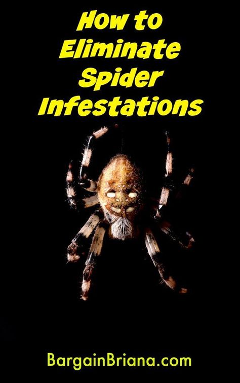 How to Eliminate Spider Infestations Spider Infestation, Spider Control, Get Rid Of Spiders, Homemade Cleaners, Bees And Wasps, Hummingbird Feeder, Bug Spray, Insect Control, Garden Guide