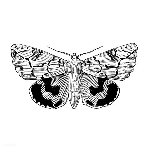 Black And White Butterfly Drawing, White Butterfly Drawing, Fall Halloween Wedding, Moth Png, Moth Drawing, Image Cloud, Image Rock, Moth Illustration, Black And White Butterfly