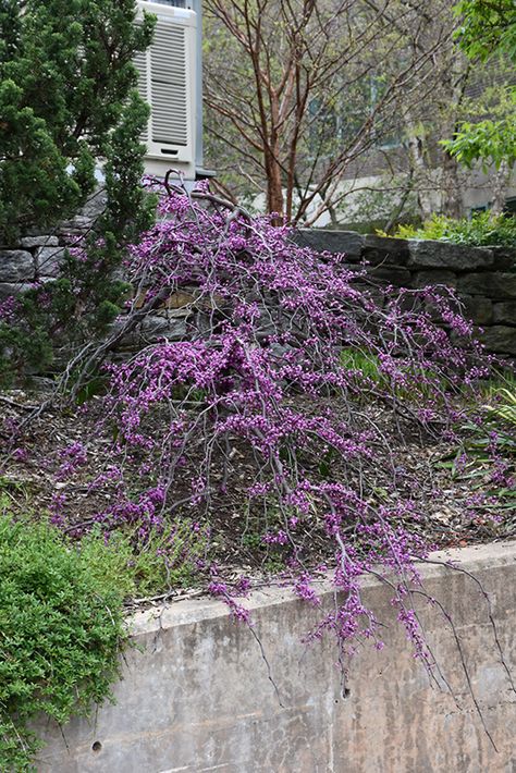 Ruby Falls Redbud (Cercis canadensis 'Ruby Falls') at Canadale Nurseries Ruby Falls Redbud, Cercis Canadensis, Judas Tree, Ruby Falls, Low Maintenance Shrubs, Eastern Redbud, Landscape Maintenance, Ornamental Trees, Love Tree