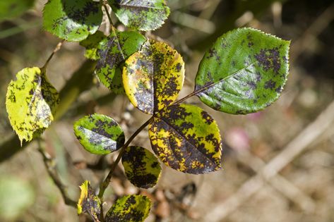 Despite a gardener's best efforts, roses can often become infected with fungus diseases. Here are the top four rose diseases and how to handle them. Yellow Leaves On Roses, Yellow Leaves On Plants, Roses Garden Care, Rose Diseases, Black Spot On Roses, Rose Plant Care, Pruning Roses, Knockout Roses, Rose Cuttings