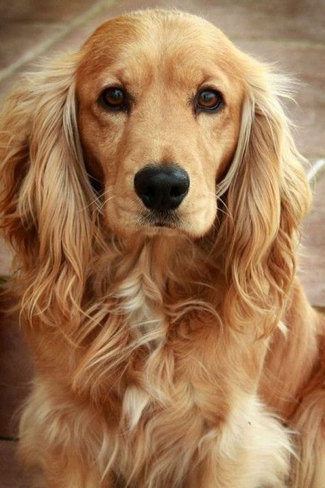 Golden Cocker Spaniel Puppies, Golden Retriever Cocker Spaniel, Golden Cocker Retriever, Golden Cocker, Golden Cocker Spaniel, Puppy Dog Pictures, Dog Tumblr, Great Pyrenees Dog, Cocker Spaniel Puppies