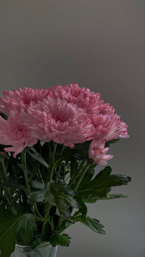 Pink Chrysanthemum Aesthetic, Chrysanthemum In Vase, Chrysanthemum Wallpaper Iphone, Pink Chrysanthemum Bouquet, Chrysanthemum Wallpaper Aesthetic, Crystanthium Flower, Chrysanthemums Aesthetic, Chrysanthemum Flower Wallpaper, Chrysanthemum Flower Aesthetic