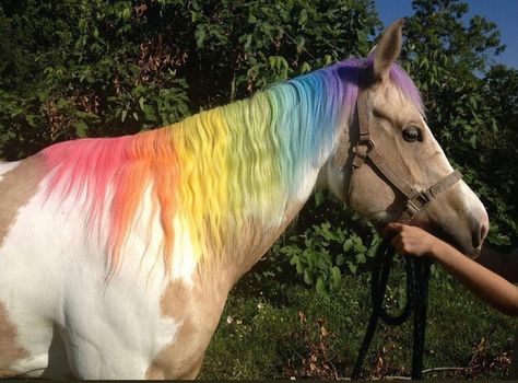 6 Likes, 0 Comments - DEEPER (@deep.er___) on Instagram: “@deep.er___ . Dm for credits . #rainbow #horse” Horse Halloween Costumes, Horse Braiding, Fjord Horse, Horse Mane, Horse Inspiration, Horse Costumes, Mane N Tail, Chalk Pastels, Horse Photos