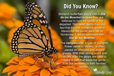 Monarch Butterfly Quotes, Monarch Butterfly Meaning, Monarch Butterfly Facts, Butterfly Meaning, Butterfly Facts, Art Lessons Middle School, All Souls Day, Butterfly Quotes, The Departed