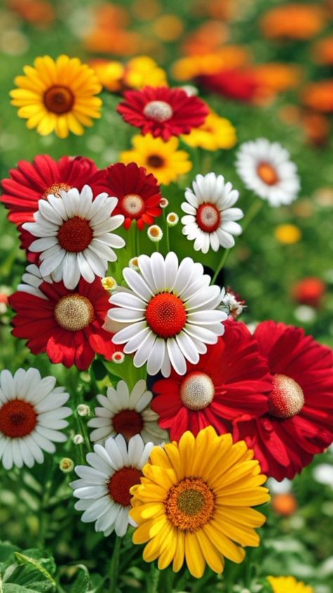 Beautiful Flowers Photos, Lovely Flowers Wallpaper, Android Wallpaper Flowers, Sunflower Wallpaper, Wallpaper Nature Flowers, Beautiful Flowers Garden, Flowers For You, Beautiful Flowers Wallpapers, Dessin Adorable