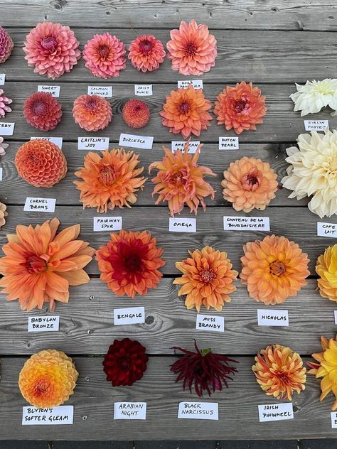 Wildflower Types, Diva Dahlia, Daliah Flower, Dahlia Orange, Dahlia Flower Arrangements, Dahlia Flower Garden, Wedding Flower Types, Dahlia Varieties, Wedding Lunch