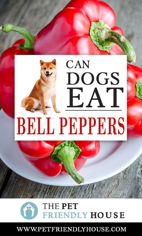 Freezing Bell Peppers, Mini Sweet Peppers, Bell Pepper Recipes, Stuffed Mini Peppers, Pet Friendly House, Diy Dog Treats, Good Source Of Fiber, Cooking Turkey, Can Dogs Eat