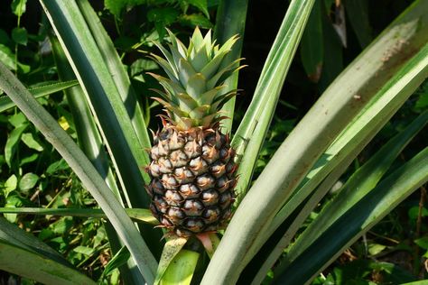 How To Grow a Pineapple Plant In Your Home Grow A Pineapple, Pineapple Plant, Gardening Planting, Pineapple Planting, Ripe Pineapple, Plant In Pot, Planting Tools, Planting Pot, Pineapple Fruit