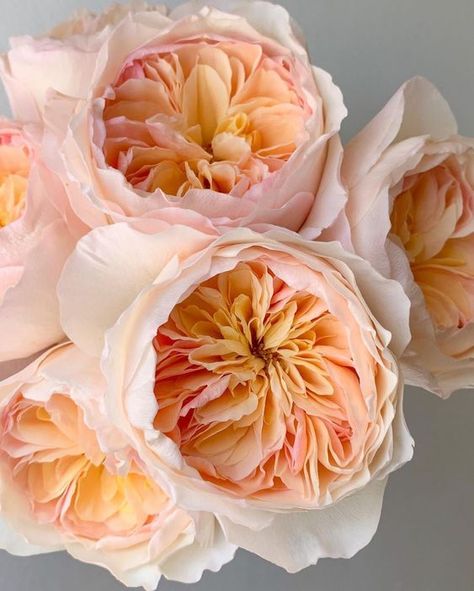 Juliette Rose, Juliet Garden Rose, David Austin Roses, Garden Roses, Pretty Plants, English Roses, May Flowers, Rose Flowers, Types Of Flowers