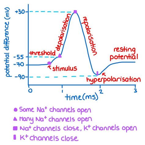 Neuron Action Potential, Resting Potential Neuron, Neurophysiology Notes, Action Potential Notes, Action Potential Nervous System, Neuroscience Notes, Tutor Aesthetic, Action Potential, Learn Biology