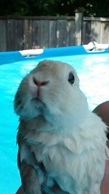 Bunny Swimming, Water Bunny, Pet Bunny Rabbits, Cutee Animals, Purple Bunny, Cute Buns, Pet Bunny, Super Cute Animals