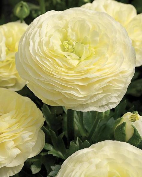 Ranunculus Asiaticus, Persian Buttercup, Summer Bulbs, Fragrant Garden, Spring Plants, Bulb Flowers, Planting Bulbs, Ranunculus, Garden Planning