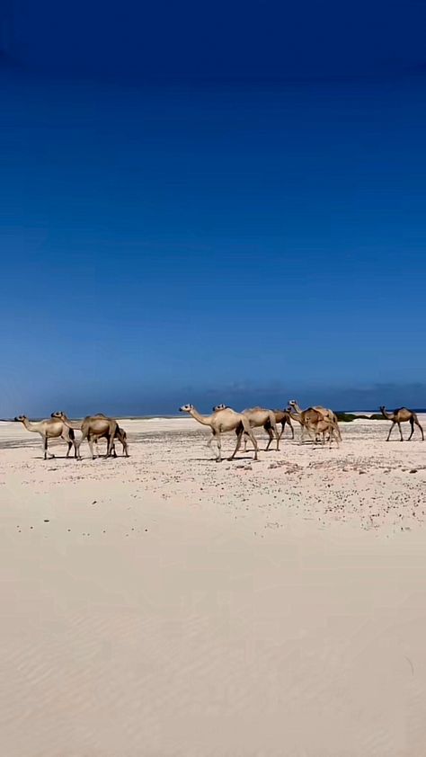 Somalia Aesthetic, Somali Culture Aesthetic, Somali Landscape, Somalia Landscape, Shabalala Somali Video, Qoraalo Somali, Xalwo Somali, Amsterdam Travel, Pretty Landscapes