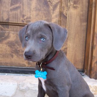 Texas Blue Lacy puppy-How cute are these!? Thinking maybe this is what Zelda looked like as a pup! Hunting Puppies, Blue Lacy Dog, Dog Training Barking, Blue Lacy, Every Dog Breed, Best T Shirts, Silver Lab, Abyssinian Cat, Crazy Dog Lady