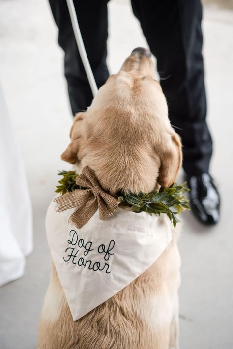 Dog in bandana that says "dog of honor". From article "how to include your dog in your wedding" by Photography by Jo, a Virginia wedding photographer based in Staunton. Click through to read tips on how to include pets in your wedding. Dog Of Honor Wedding Bandanas, Wedding Ideas Dog Ring Bearer, Dog Bandana Engagement, Dog Idea For Wedding, Dog In A Wedding, Dog Bringing Rings Wedding, Pet In Wedding Ideas, Dog Of Honor Bandana, Dog Beach Wedding