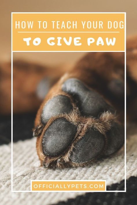 How to Teach a Dog to Give Paws Dog Tricks Easy, Dog Paw Care, Dog Paw Pads, Dogs Paws, Paw Care, Easiest Dogs To Train, Dog Health Tips, Dog Pads, Dog Health Care