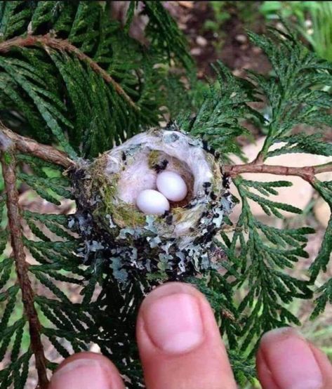 Living Morganism 🌱 on Twitter: "Hummingbird eggs are so tiny they don't even look real… " Hummingbird Nests, Hummingbird Nest, Bird Eggs, Bird Nest, Beautiful Animals, Trees And Shrubs, Bird Watching, Bird Feathers, Beautiful Creatures