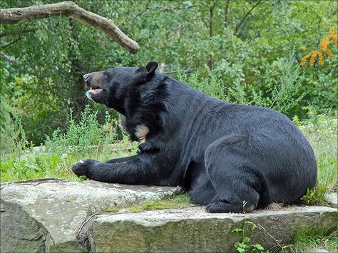 Laying down. Bear Laying Down, Black Bear Sitting, Kodiak Bear Photography, Grizzly Bear Sleeping, Animal Photography Wildlife, Moon Bear, Bear Attack, Black Bear, Animal Photography