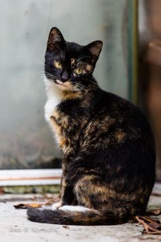 Tortie Cat, Tortoiseshell Cat, Chat Kawaii, Calico Cats, Tortoise Cat, Cat Pose, Human Species, Cat Photography, Warrior Cat