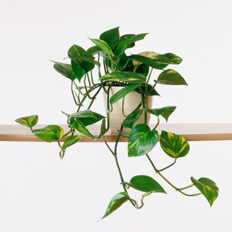 Devil’s ivy (Epipremnum) - Common House Plants - Sunset Ivy Houseplant, Indoor Vines, Common House Plants, Greenhouses For Sale, Small House Plants, Ivy Plants, Pothos Plant, Garden Types, Office Plants