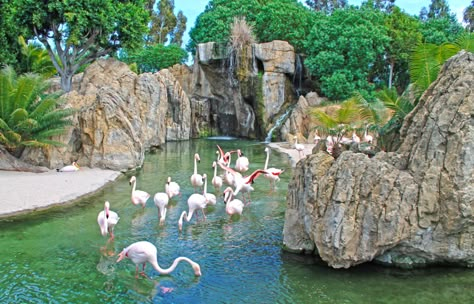 Flamingo Habitat, Zoo Boo, Zoo Inspiration, Zoo Games, Zoo Map, Zoo Design, Zoo Zoo, Zoo Project, Zoo Ideas