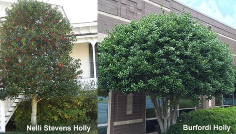 How To Prune Evergreen Holly Bushes & Trees - Wilson Bros Gardens Eagleston Holly, Fence Trees, Holly Shrub, Holly Bush, Med Tech, Holly Tree, Tree Pruning, Evergreen Trees, Landscape Trees