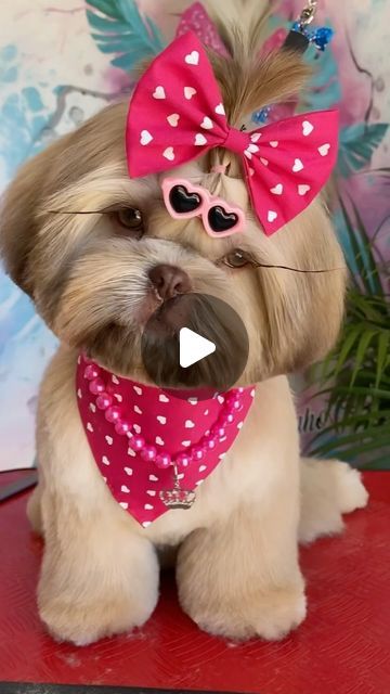 Deby Messerchimidt on Instagram: "💜" Corte Shitzu, Dog Grooming Shih Tzu, Perro Shih Tzu, Shitzu Dogs, Shih Tzu Grooming, Puppy Cut, Shih Tzu Puppy, Shih Tzu Dog, Shih Tzus