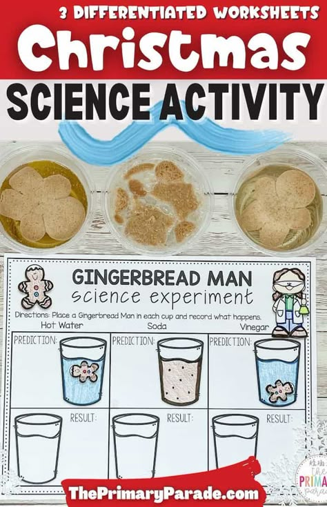 Easy gingerbread cookie science experiment for kids to do this Christmas. Fun Christmas gingerbread activities for kids. Gingerbread Cookie Science Experiment, Gingerbread Math Activities Preschool, Gingerbread Experiment For Kids, Christmas Cooking In The Classroom, Gingerbread Man Stem Activities, Christmas Baking Activities For Kids, Gingerbread Man Science Experiment, Gingerbread Stem Kindergarten, Gingerbread Science Experiment