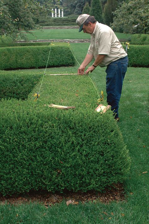 Cotoneaster Hedge, Landscaping Hedges, Front Yard Hedges, Hedge Trimming, Trimming Hedges, Garden Hedges, Urban Farm, British Garden, Formal Garden