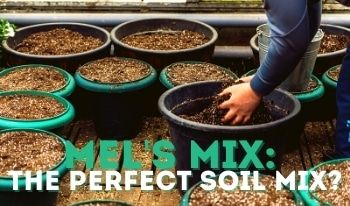 Raised Bed Soil Refresh, Mel’s Mix Soil, Garden Homestead, Mushroom Compost, Lasagna Gardening, Vegetable Garden Raised Beds, Garden Veggies, Square Foot Gardening, Living Off The Land