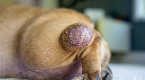 Malignant Mast Cell Tumor Resolves With One Simple Therapy Mast Cell Tumor Dogs, Tumors On Dogs, Calorie Restriction, Mast Cell, Dog Leg, Crazy Dog Lady, Boston College, Turmeric Curcumin, Dog Lady