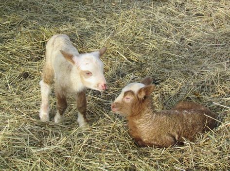 Feed The Animals, The Homestead, The Sheep, Second Baby, The Animals, Small Home, Vermont, Small House, New Life