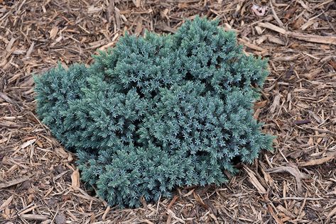 Blue Star Juniper (Juniperus squamata 'Blue Star') at GardenWorks Juniperus Squamata, Blue Star Juniper, Low Maintenance Shrubs, Low Water Gardening, Deer Resistant Plants, Silvery Blue, Plant Guide, Plant Information, Mini Blue