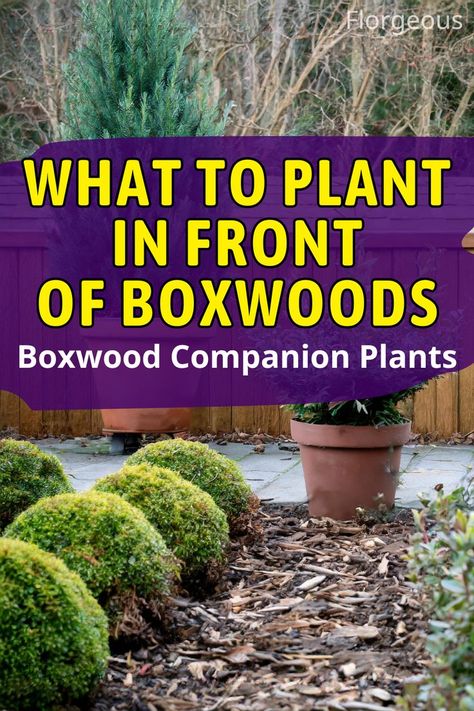 What to Plant in Front of Boxwoods Boxwood Companion Plants, Boxwood Bush, Boxwood Landscaping, Front Flower Beds, Box Wood Shrub, Boxwood Garden, Boxwood Plant, Bushes And Shrubs, Sage Plant