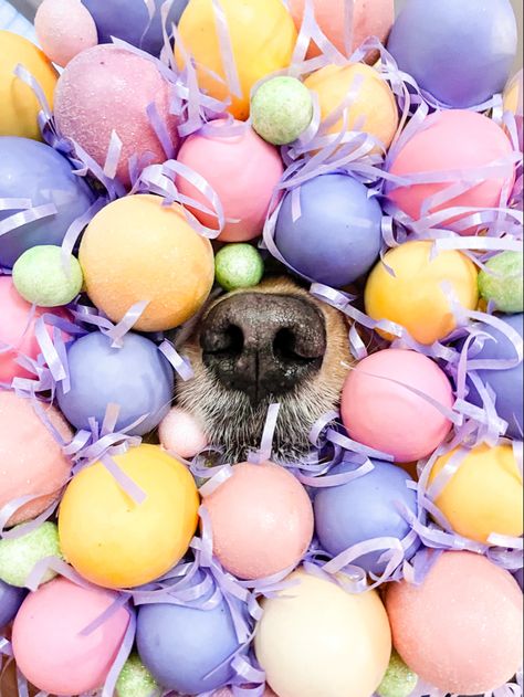 Spring Dog Photoshoot, Dog Easter, Easter Dog Photoshoot, Easter Dog Photos, Pet Photography Business, Pet Photography Poses, Animal Noses, Easter Gift Bags, Easter Photoshoot