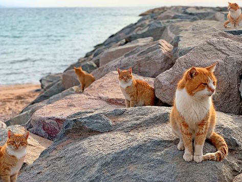 Cat Island Japan, Goblin Valley State Park, Red Cats, Rock Background, Cat Island, Kangaroo Island, Strange Places, Red Cat, Sunset Landscape