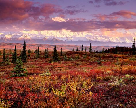 Painted Clouds, Mount Mckinley, Arctic Tundra, Denali National Park, Majestic Mountains, Best Sunset, Landscape Pictures, Mountain Landscape, Landscape Photographers