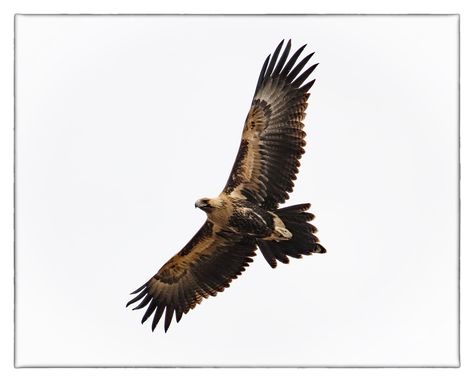 Wedged Tail Eagle, Australian Wedge Tailed Eagle, Wedge Tailed Eagle Drawing, Wedge Tailed Eagle Tattoo, Tail Tattoo, Aboriginal Art Symbols, Wedge Tailed Eagle, Art Symbols, Eagle Drawing