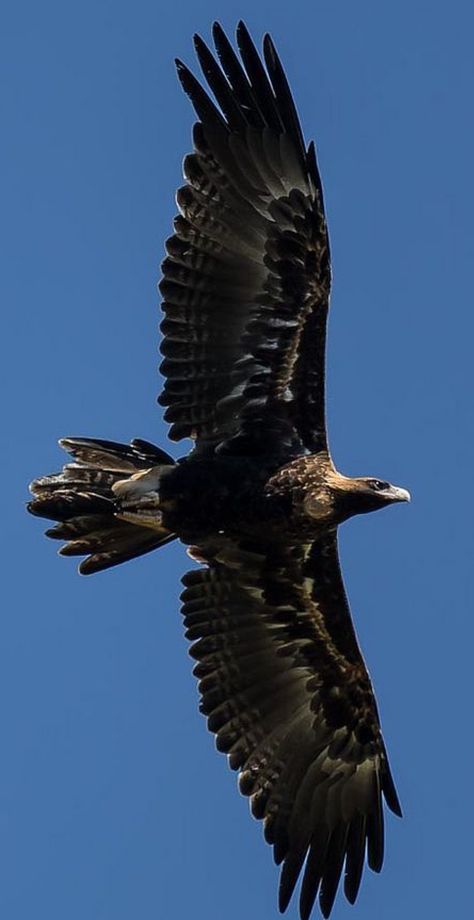 TIEMPOS DE VUELO Wedgetail Eagle, Wedge Tailed Eagle, Eagle Drawing, Eagle Tattoos, Eagle Art, Eagle Wings, Eagle Tattoo, Australian Birds, Australian Animals