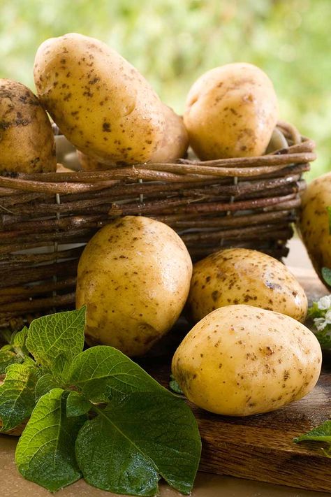 If you love potatoes but don't have room in your garden, why not try growing them in containers instead? We’ll discuss the best options to utilize this tried and true method at home to grow your root crops. Learn how to plant and grow potatoes in pots and planters now on Gardener's Path. #potatoes #gardenerspath Potatoe Plant, Potatoes In Garden, Potato Wallpaper, Potatoes Aesthetic, Potato Aesthetic, Potatoes In Pots, Potatoes Garden, Potato Photography, Garden Potatoes