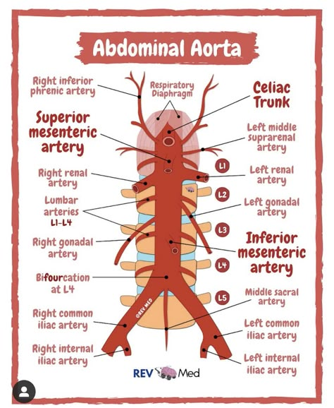 Arteries Anatomy, Anatomy Humor, Anatomy Notes, Anatomy Education, Anatomy Flashcards, Abdominal Aorta, Physical Therapy School, Diagnostic Medical Sonography, Gross Anatomy