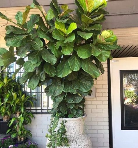 How to Grow a Giant Fiddle Leaf Fig Fiddle Tree, Fiddle Leaf Tree, Fig Plant, Plant Goals, Interior Plants, Fiddle Leaf, Potted Trees, Landscape Plans, Growing Fruit